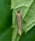 Ypsolopha_ustella_cu7249s