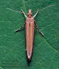 Ypsolopha_ustella_cu9307s