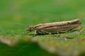 Ypsolopha_ustella_cz8412s