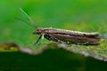 Ypsolopha_ustella_cz8431s