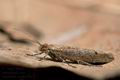 Ypsolopha_ustella_j1617s