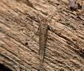 Ypsolopha_ustella_j1632s