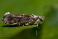 Ypsolopha_vittella_cr3048s