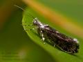 Ypsolopha_vittella_cr3105s