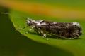 Ypsolopha_vittella_cr3124s