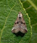 Zebeeba_falsalis_ji2644s
