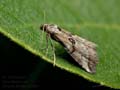 Zebeeba_falsalis_ji2660s