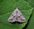Zekelita_antiqualis_dy7900s