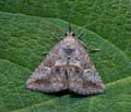 Zekelita_antiqualis_dy7929s