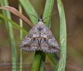 Zekelita_antiqualis_dy7955s