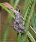 Zekelita_antiqualis_dy7998s
