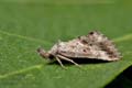Zekelita_antiqualis_ji9525s