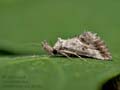 Zekelita_antiqualis_ji9569s