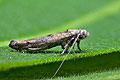 Zelleria_oleastrella_dy8912s