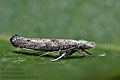Zelleria_oleastrella_dz4082s