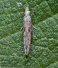 Zelleria_oleastrella_dz4116s