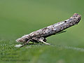Zelleria_oleastrella_dz4204s