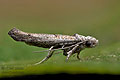 Zelleria_oleastrella_ji0708s