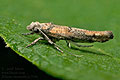 Zelleria_oleastrella_jn7234s