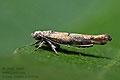 Zelleria_oleastrella_jn7274s