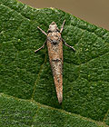 Zelleria_oleastrella_jn7296s