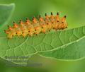 Zerynthia_polyxena_hb0292