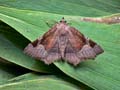 Zethes_insularis_jh6000s