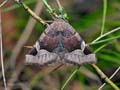 Zethes_insularis_jh6328s