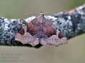 Zethes_insularis_re3317
