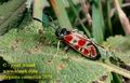 Zygaena_carniolica_2678