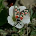 Zygaena_carniolica_d1779