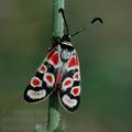 Zygaena_carniolica_d1791