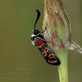 Zygaena_carniolica_d2181