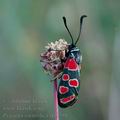 Zygaena_carniolica_da8798