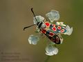 Zygaena_carniolica_ed4020