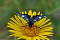 Zygaena_ephialtes_cv6719