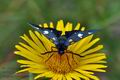 Zygaena_ephialtes_cv6719