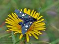 Zygaena_ephialtes_cv6721