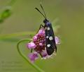 Zygaena_ephialtes_cv8507