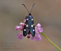 Zygaena_ephialtes_cv8511