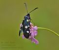 Zygaena_ephialtes_cv8515