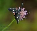 Zygaena_ephialtes_cv8640