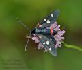 Zygaena_ephialtes_cv8647