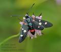 Zygaena_ephialtes_cv8656