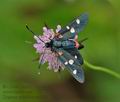 Zygaena_ephialtes_cv8662