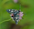 Zygaena_ephialtes_cv8770