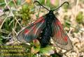 Zygaena_exulans_2677