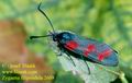 Zygaena_filipendula_2609