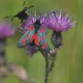 Zygaena_filipendulae_bd1551