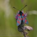 Zygaena_filipendulae_bd1565